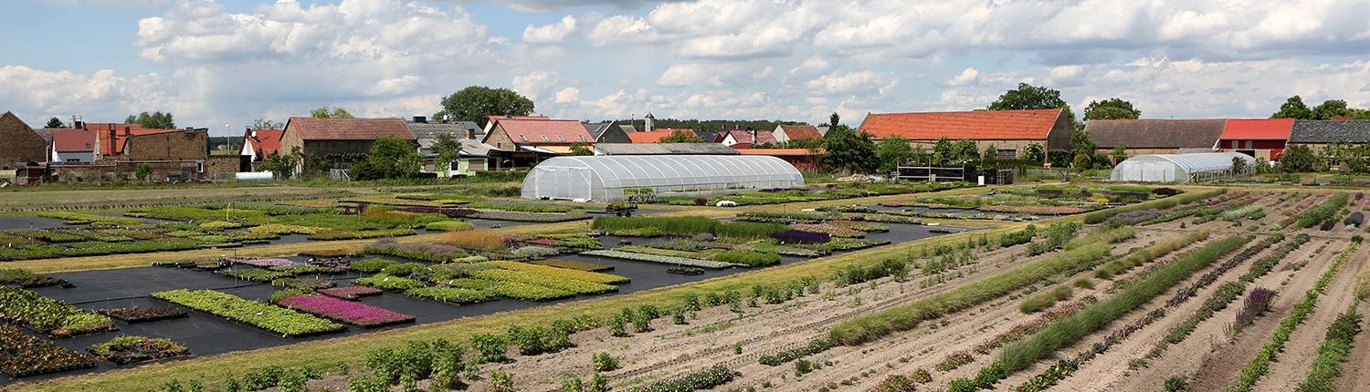 Mutterpflanzen und Containerquartier