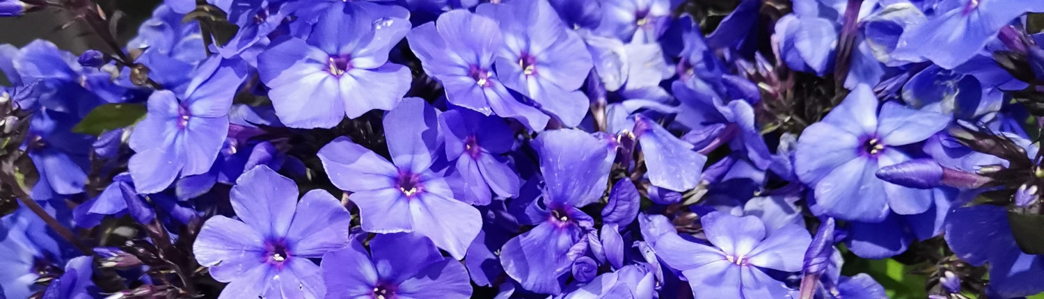 Phlox paniculata