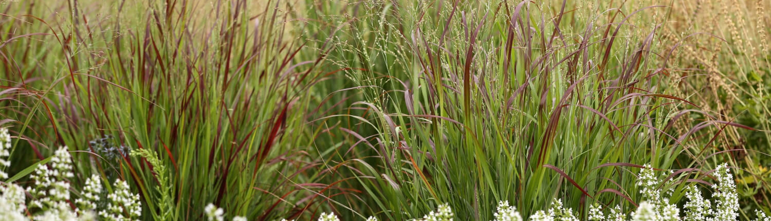 Rutenhirse Shenandoah mit Calamintha Triumphator